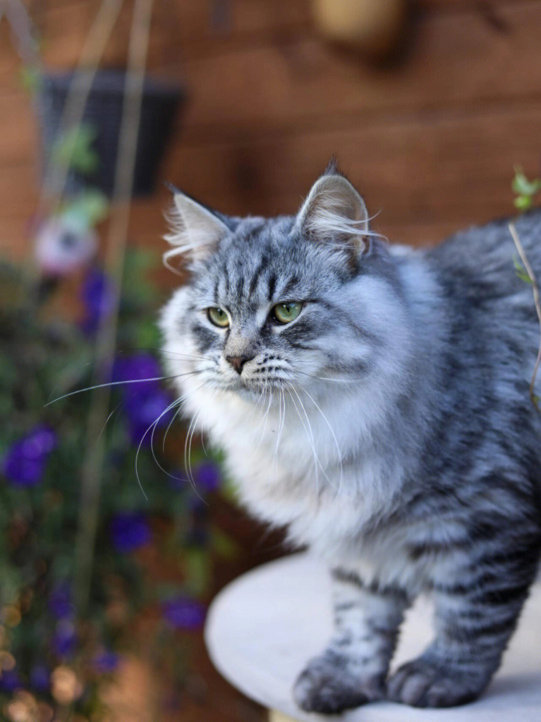 西伯利亚森林猫多大图片