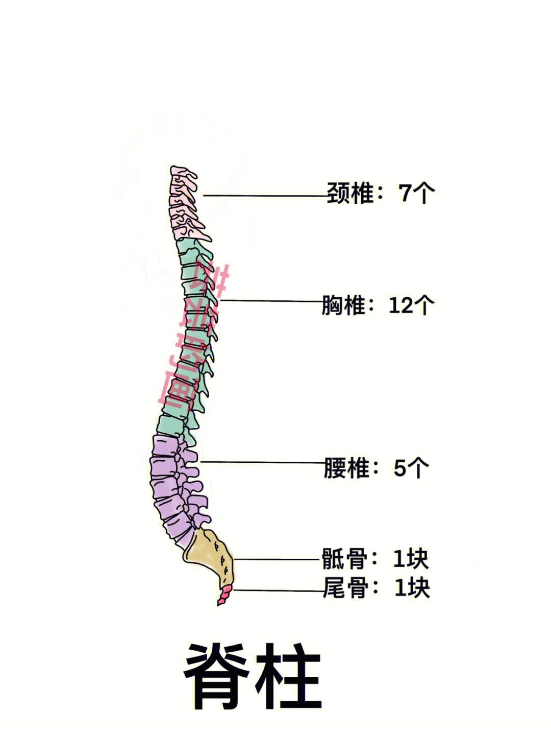 呈环状无椎体,棘突和关节突2枢椎(第2颈椎):有齿突3隆椎(第7颈椎)