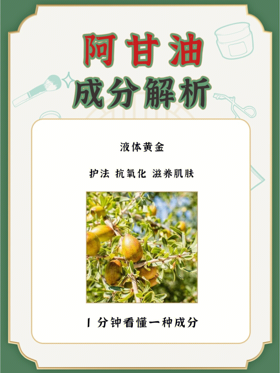 阿甘油植物图片