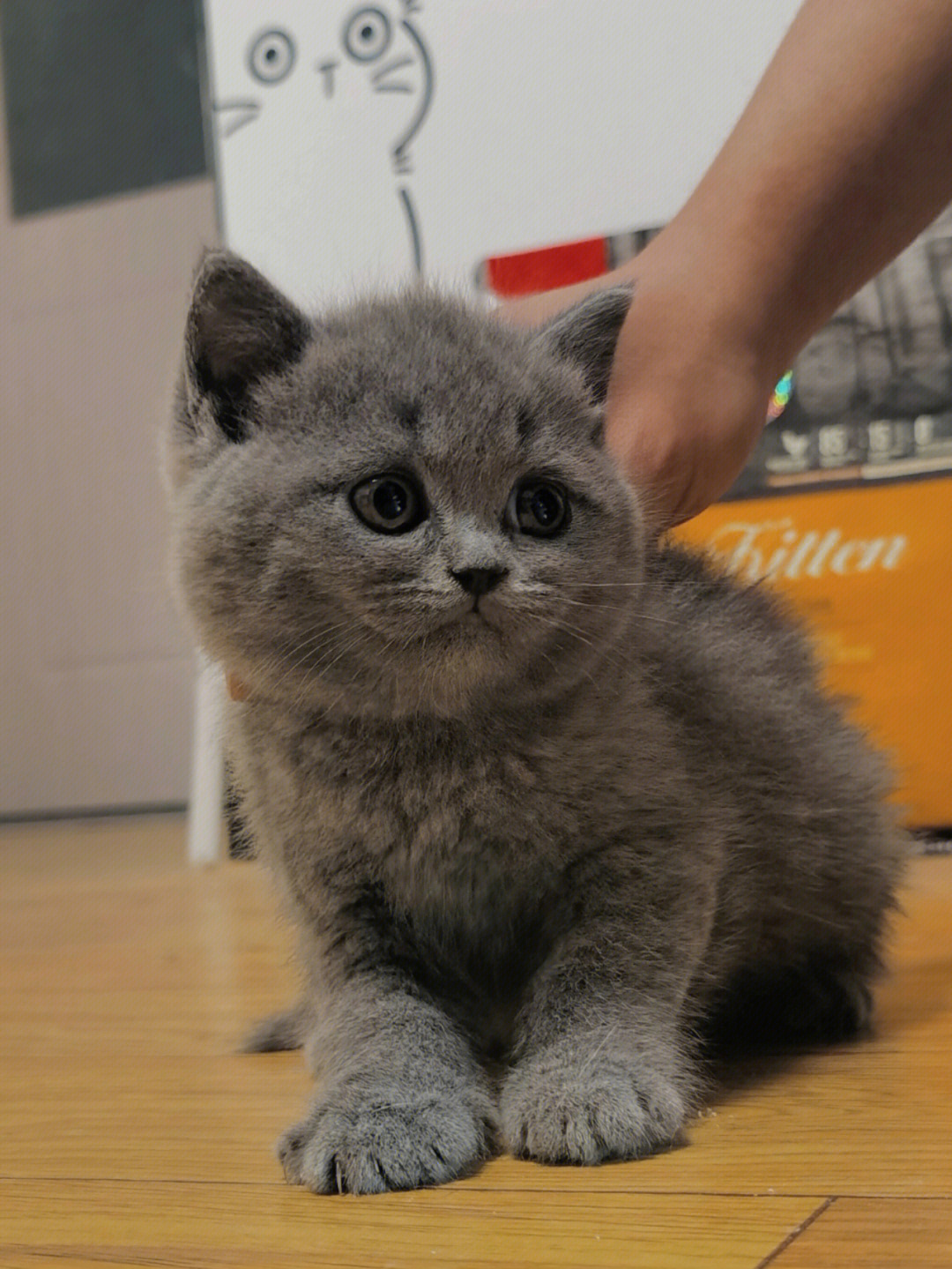 英短蓝猫牙齿照片图片