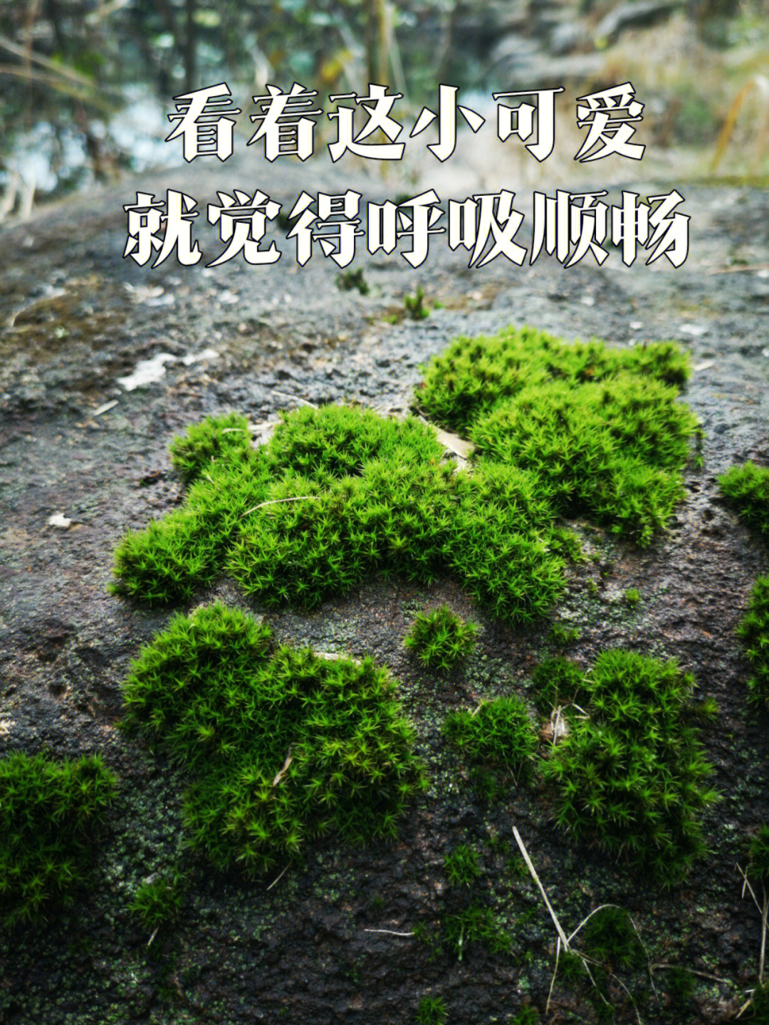 金发苔藓