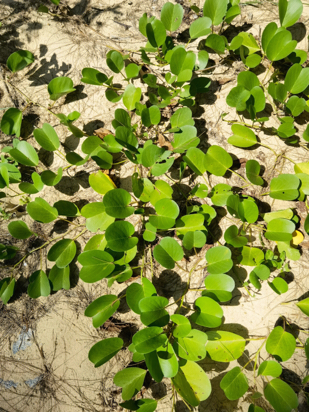 马鞍藤花语图片