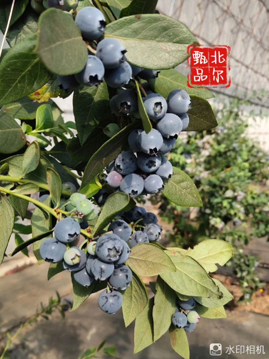 丹东蓝莓品种苗木介绍图片