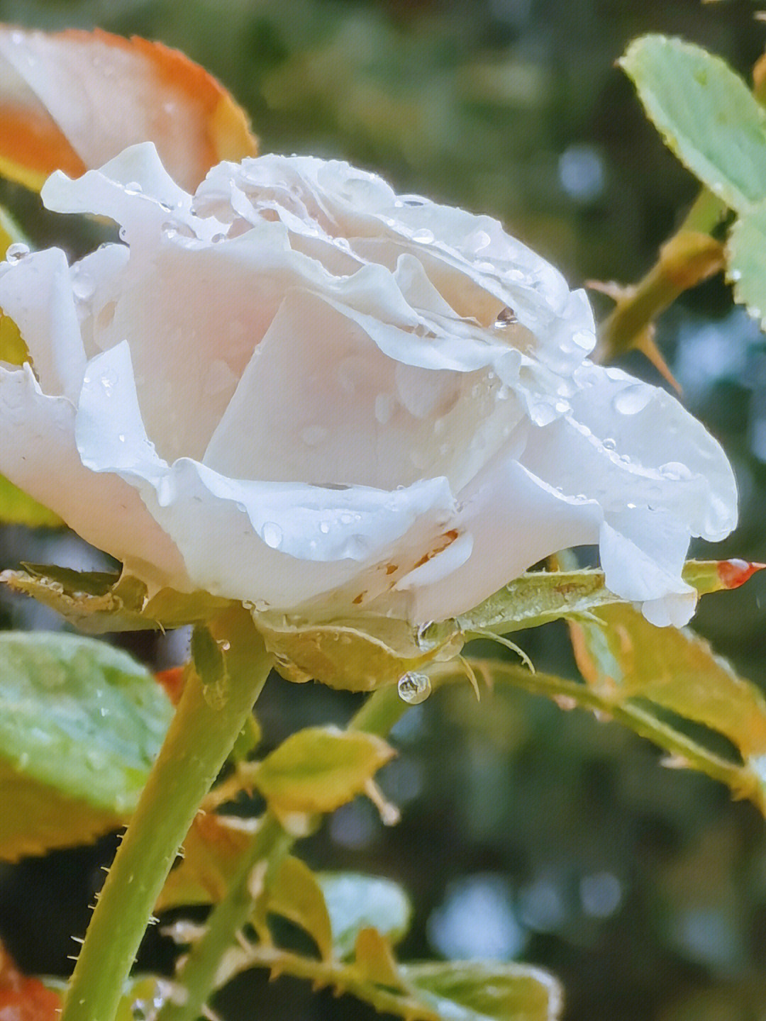 雨后图片