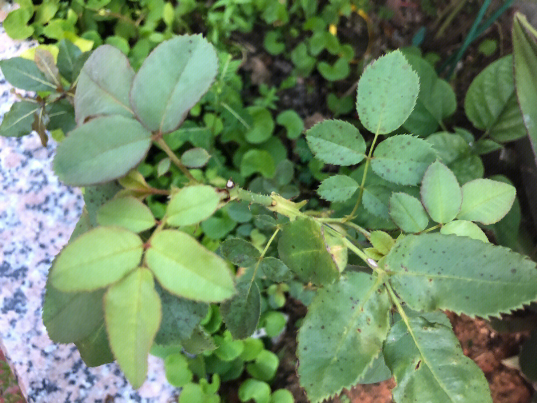 月季花的叶子像什么图片