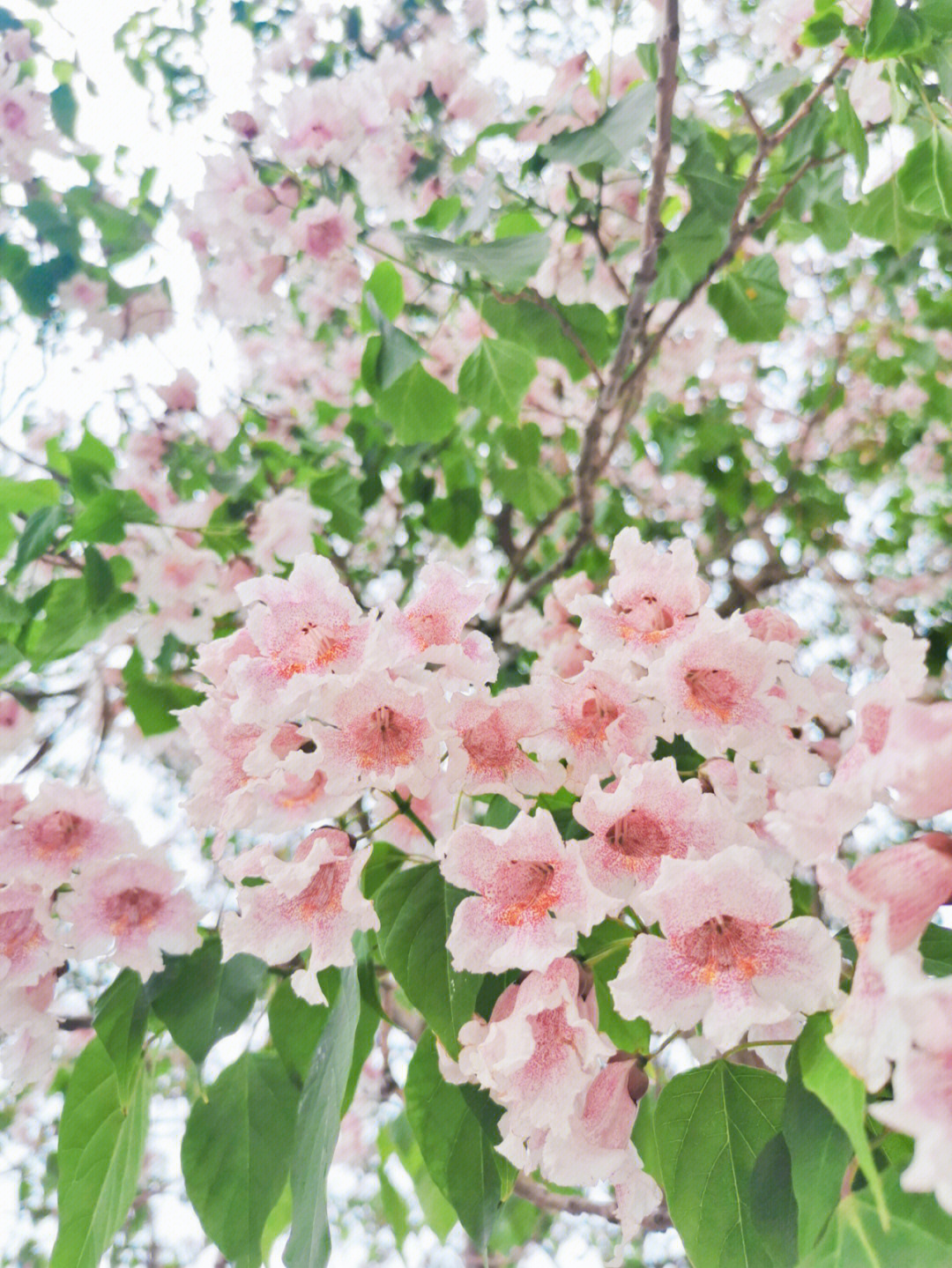 楸树花可有花语