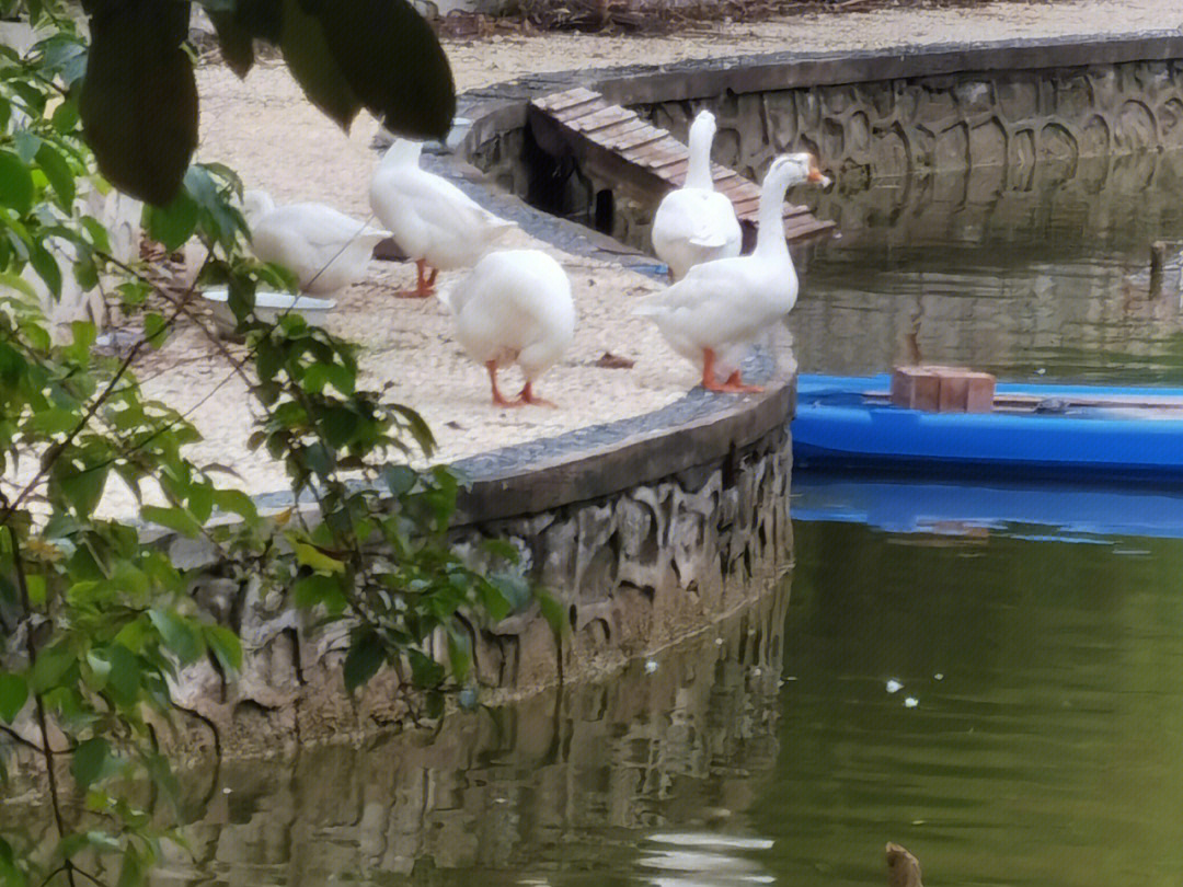 水扑棱棵图片