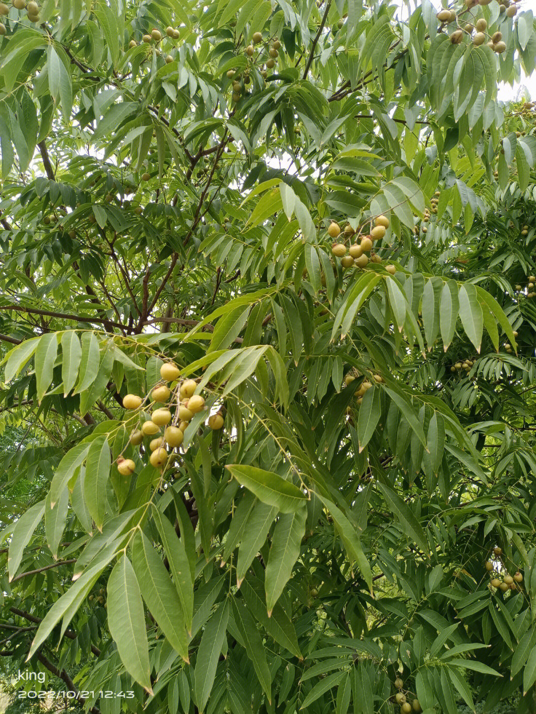 发现身边有好多无患子树,一眼望去像长满了黄金一样.