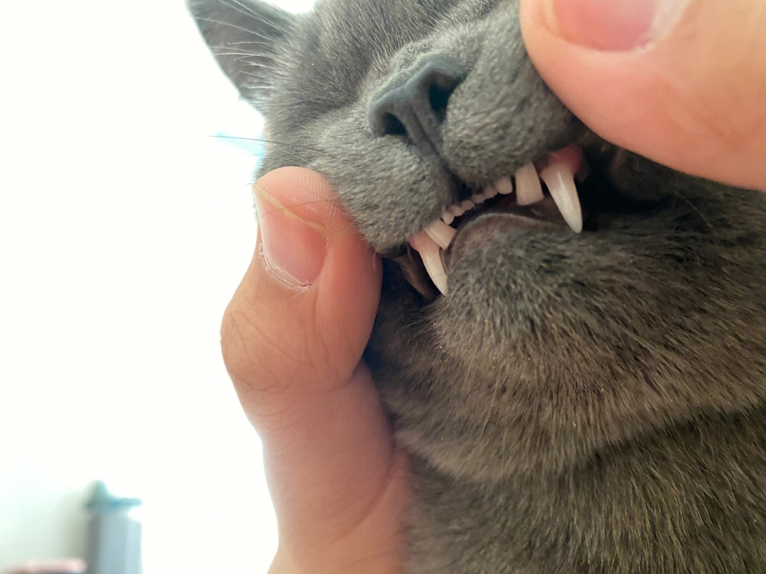 英短蓝猫牙齿照片图片