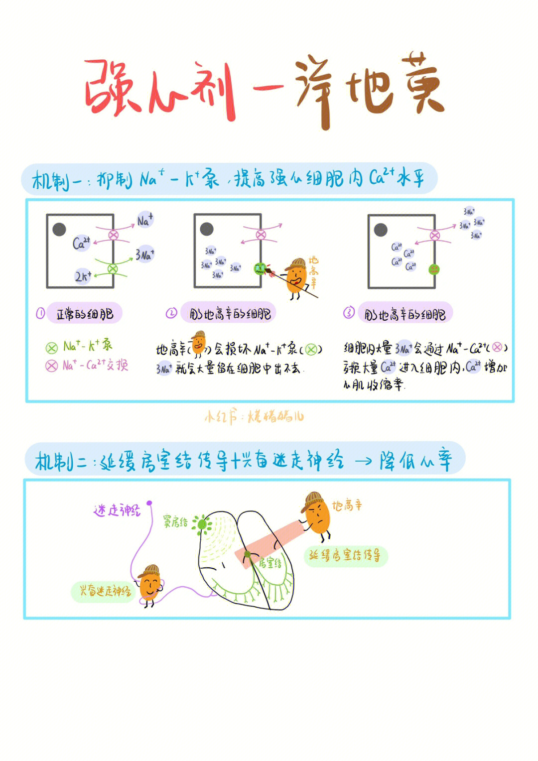 22执业笔记强心剂洋地黄