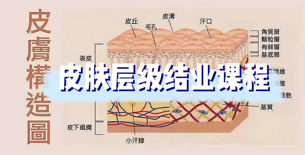 皮肤5大层每层的作用图片