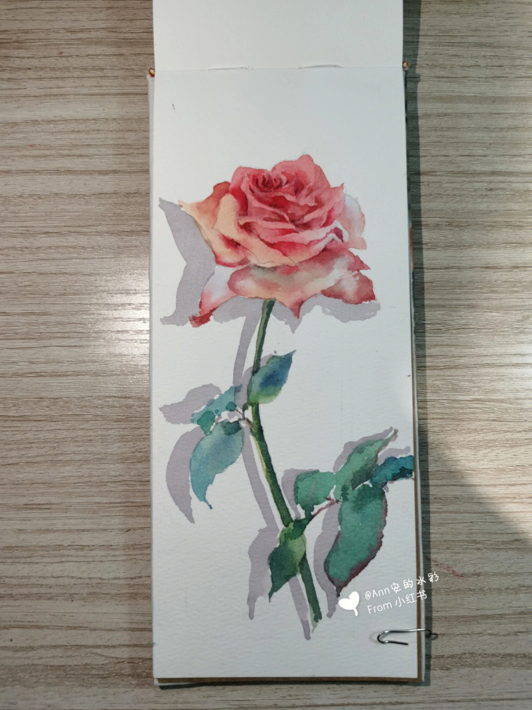 水彩玫瑰花附步骤图