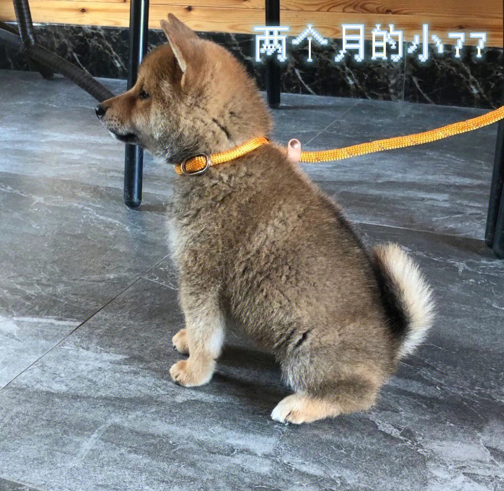 发一条柴犬的成长史叭