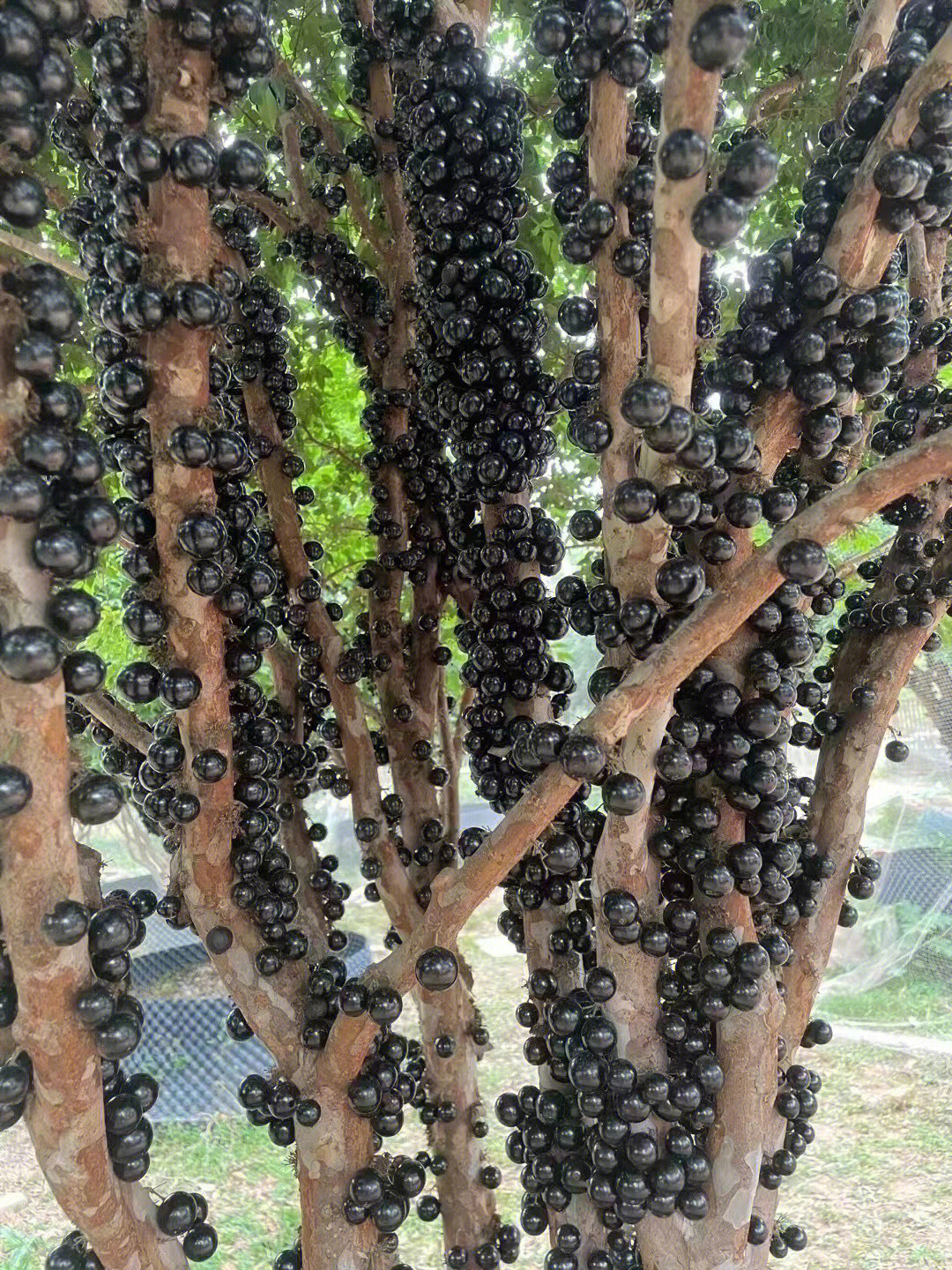 东莞嘉宝果种植基地图片