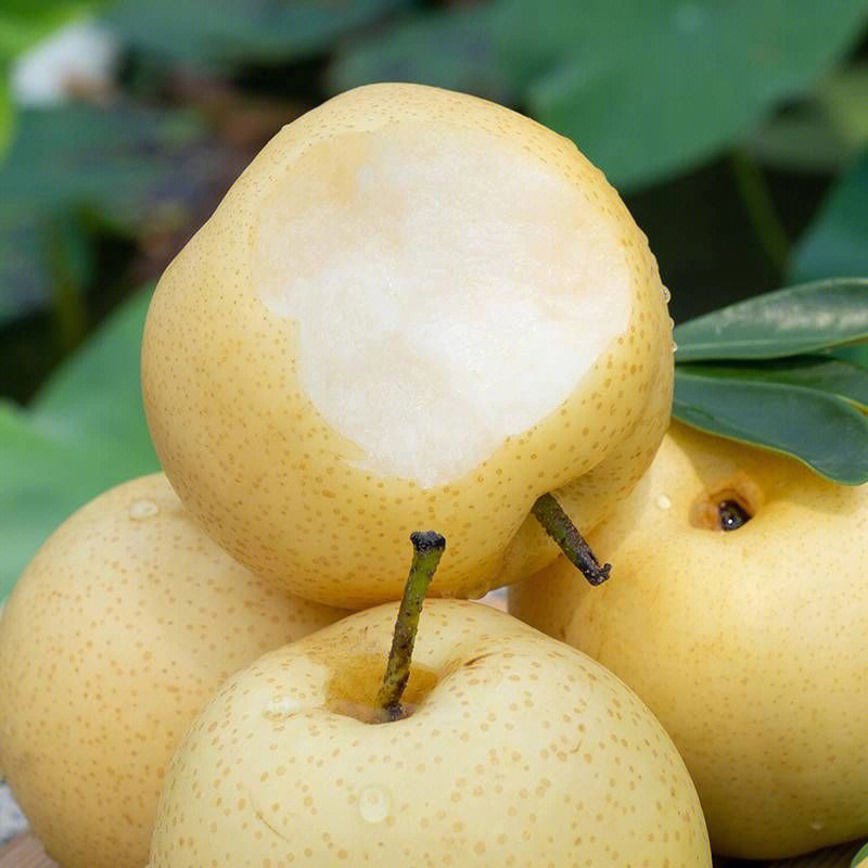 产品介绍: 黄金梨通常会在每年的8