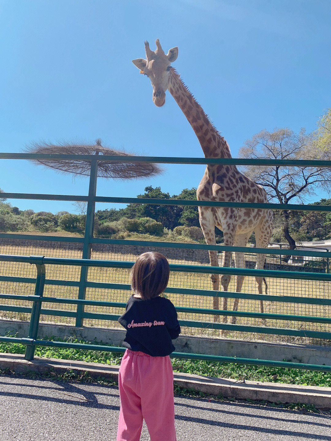 长颈鹿与人身高对比图片