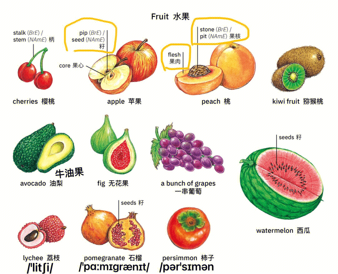 各种水果英语怎么说