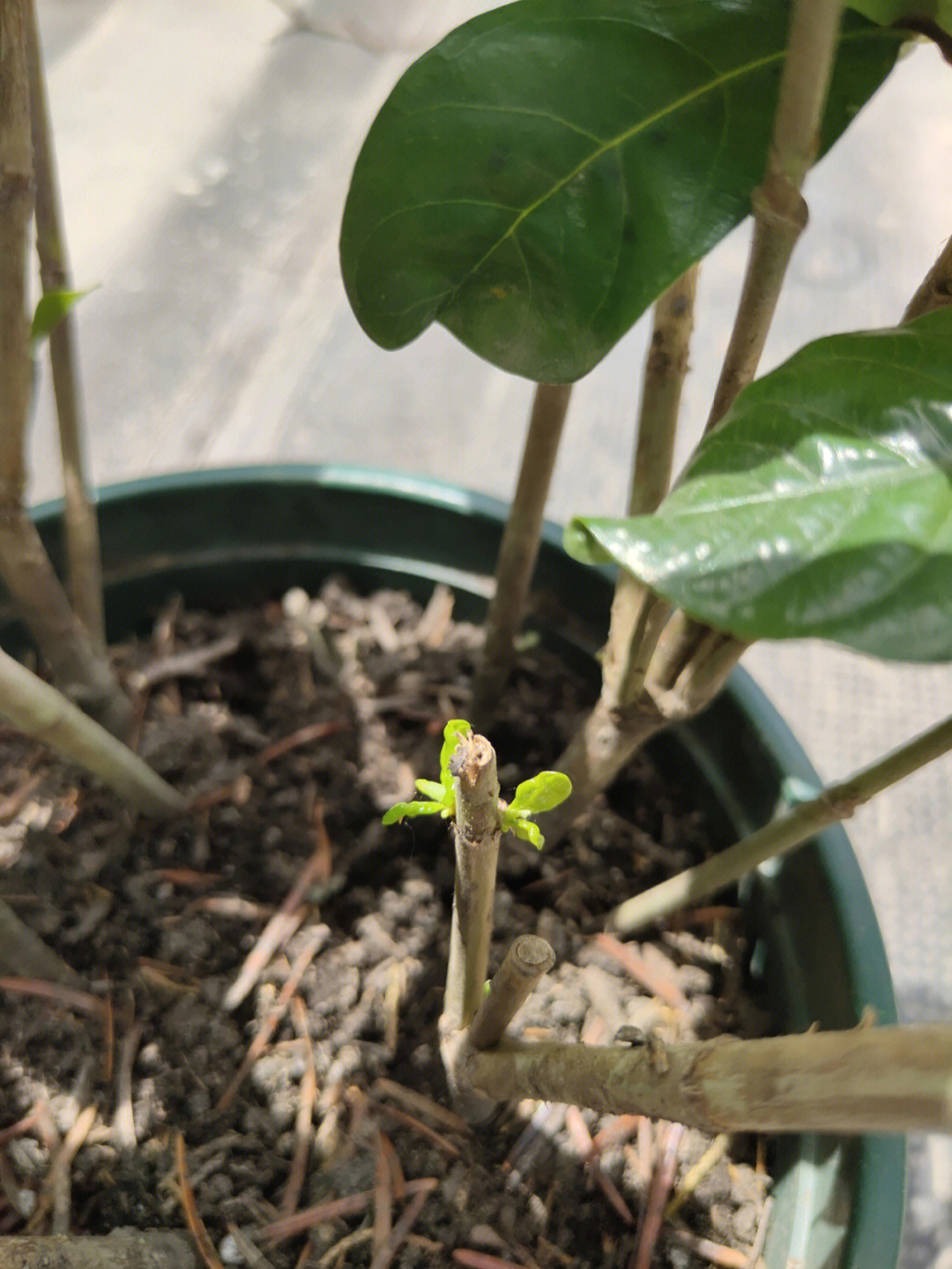 栀子花刚发芽的样子图片