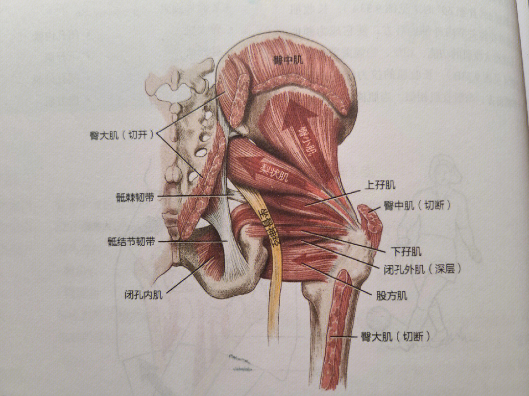 髋外旋肌群的解剖图图片