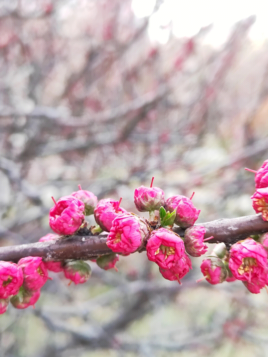 花谢花再开图片