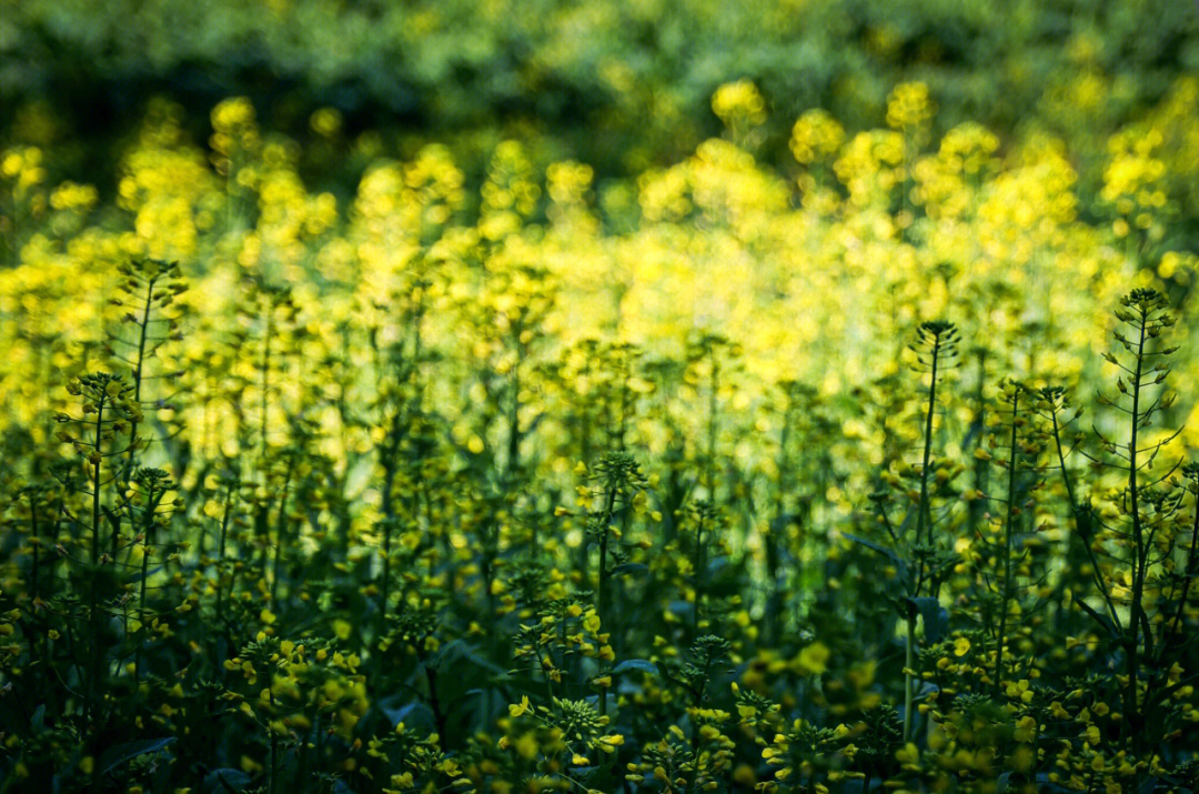 东莞油菜花2022图片