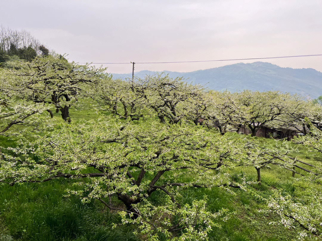 大邑雾山农场图片