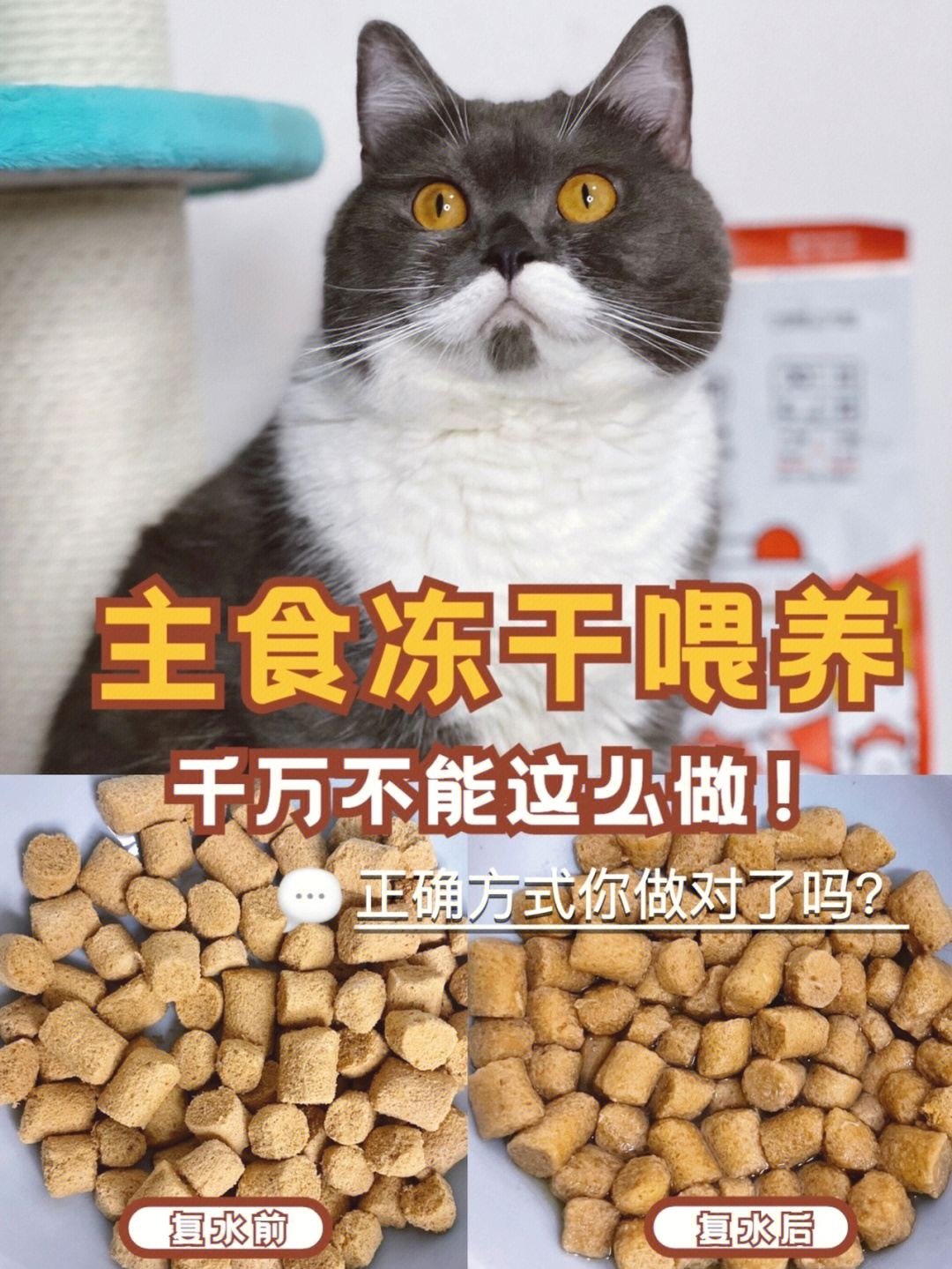 猫咪主食冻干喂养丨正确方式!你做对了吗?