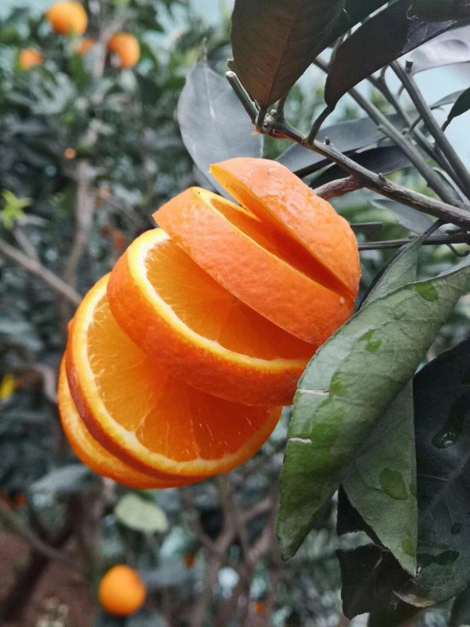 雷波脐橙奖状图片