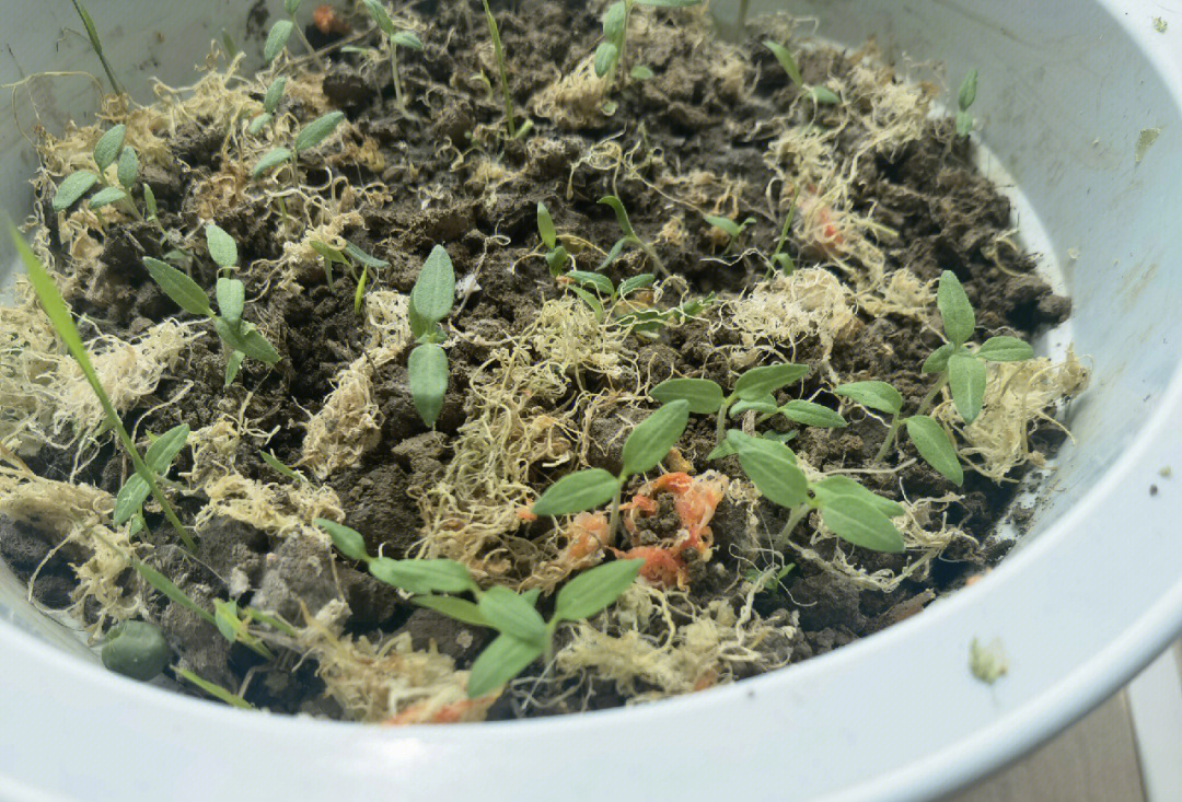 四月初取籽育的番茄苗,整个过程没有施肥或者使用营养土,育苗,浇水