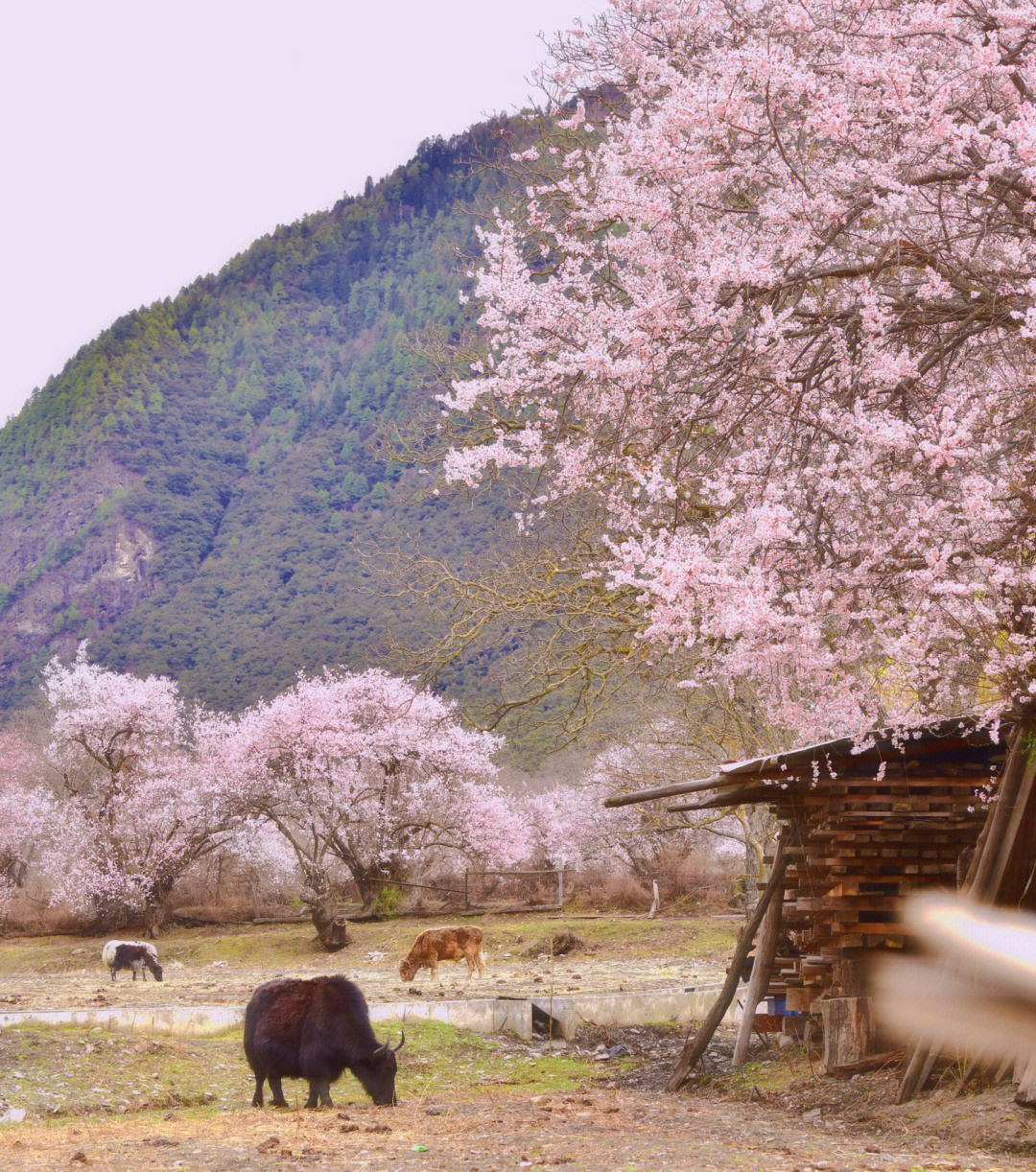 林芝桃花#波密桃花沟#春天去赏花#林芝旅