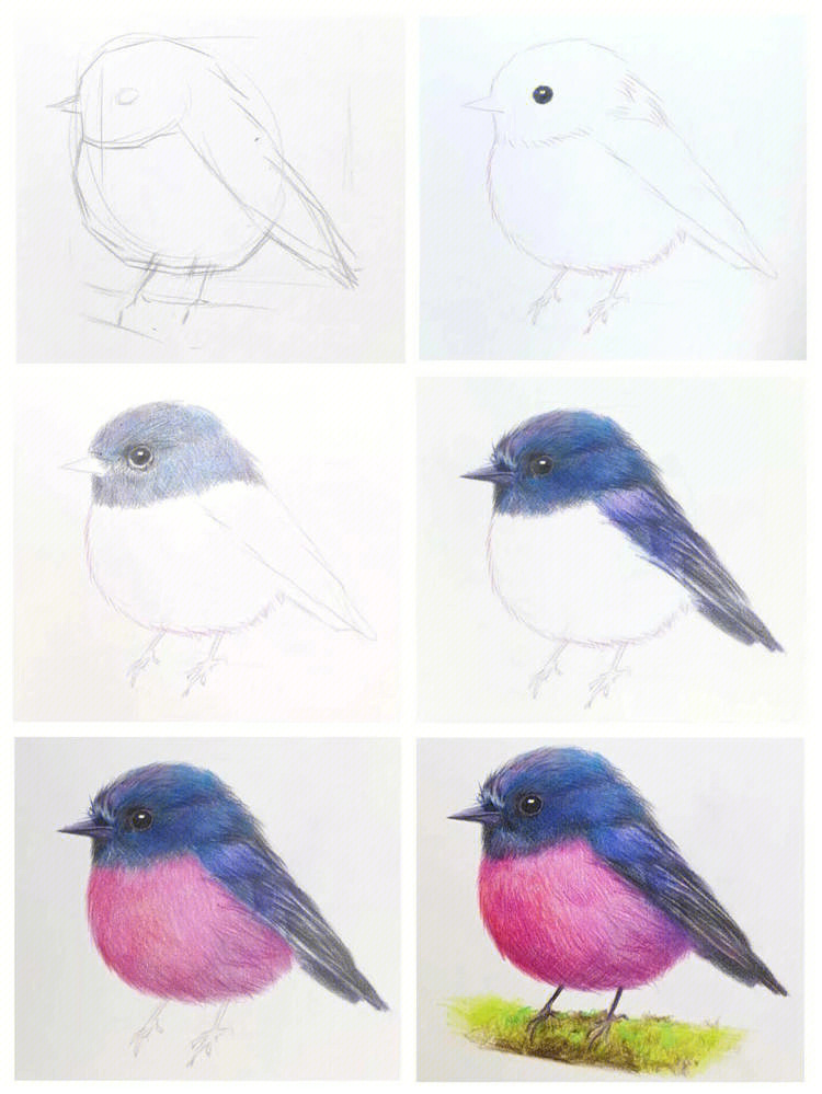 小鸟怎么涂颜色才漂亮图片