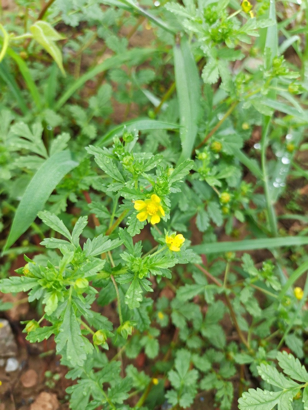 簇生委陵菜图片