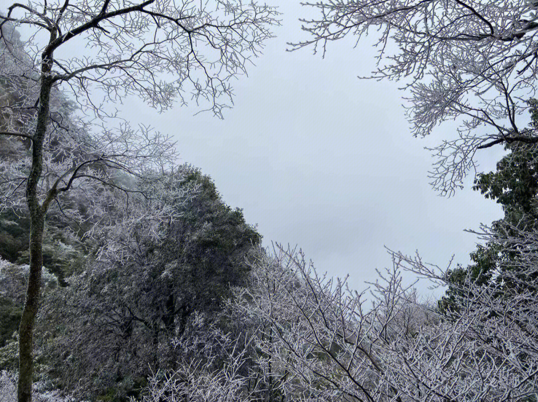 广东看"雪"攻略|清远金子山