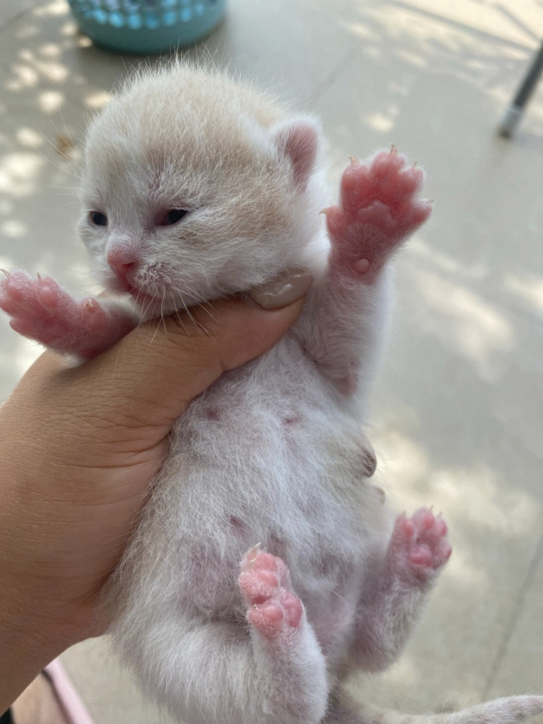 刚出生的小猫几天睁眼图片