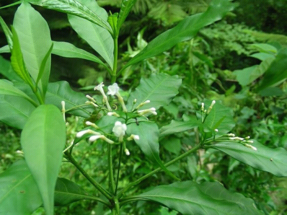 每日一花萝芙木