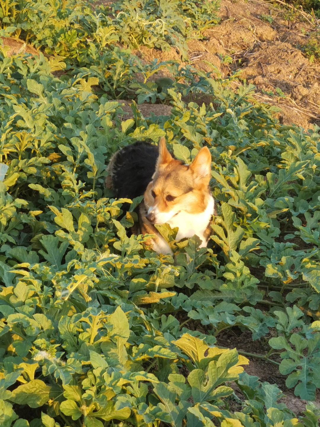 瓜田猹图片