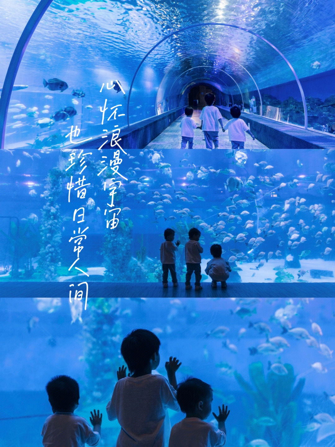 顾村公园好玩还是植物园好玩_上海海洋水族馆和长风海洋世界哪个好玩_长风公园好玩吗