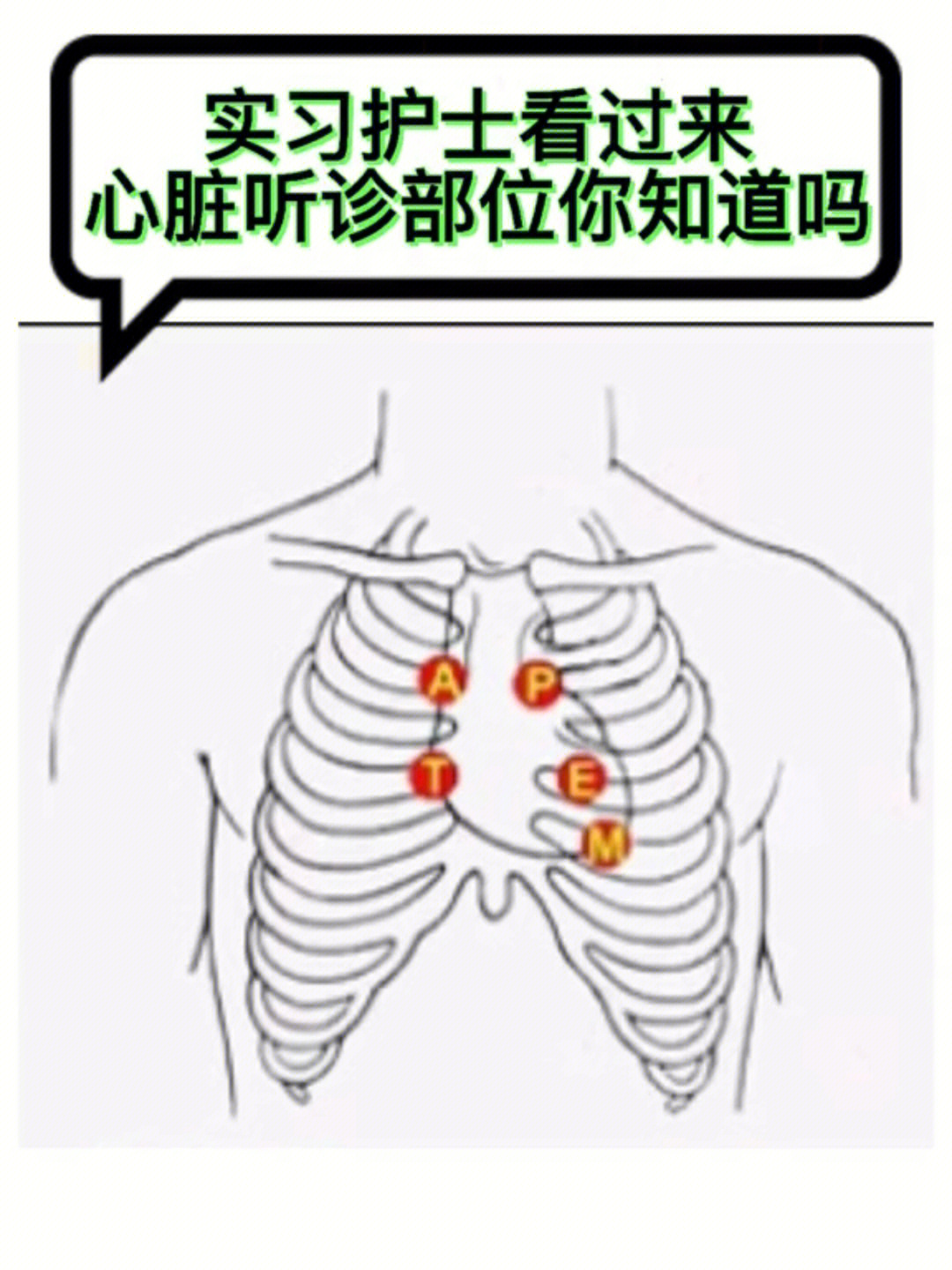 肺部听诊顺序示意图图片