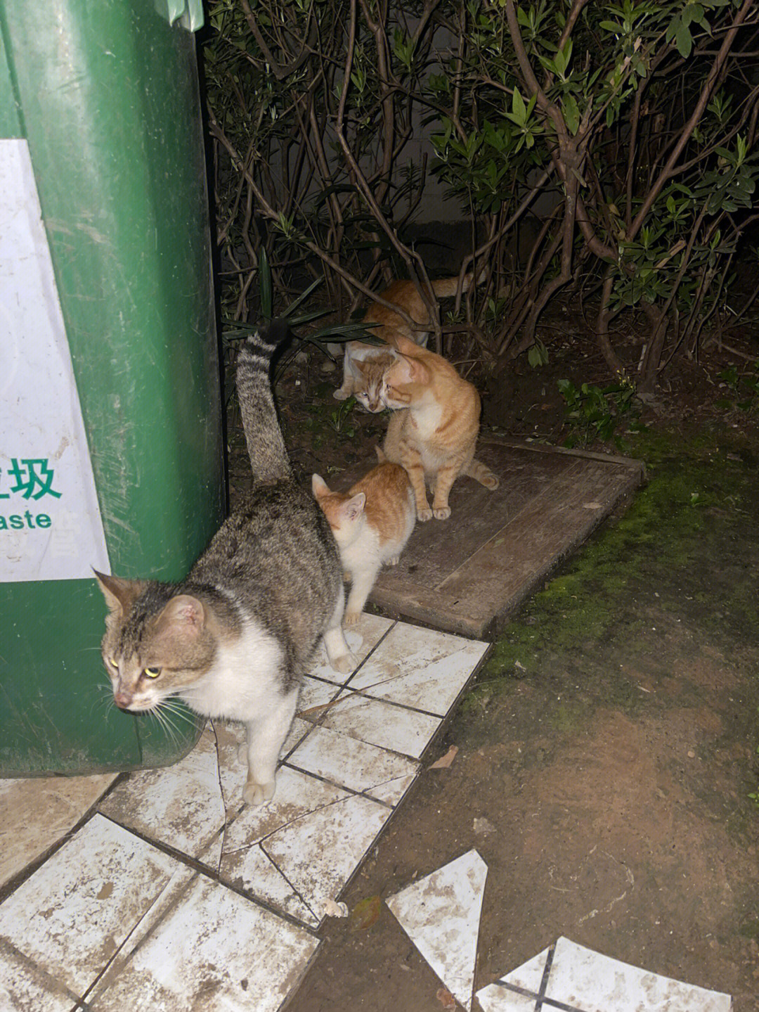 武汉流浪猫狗救助中心图片