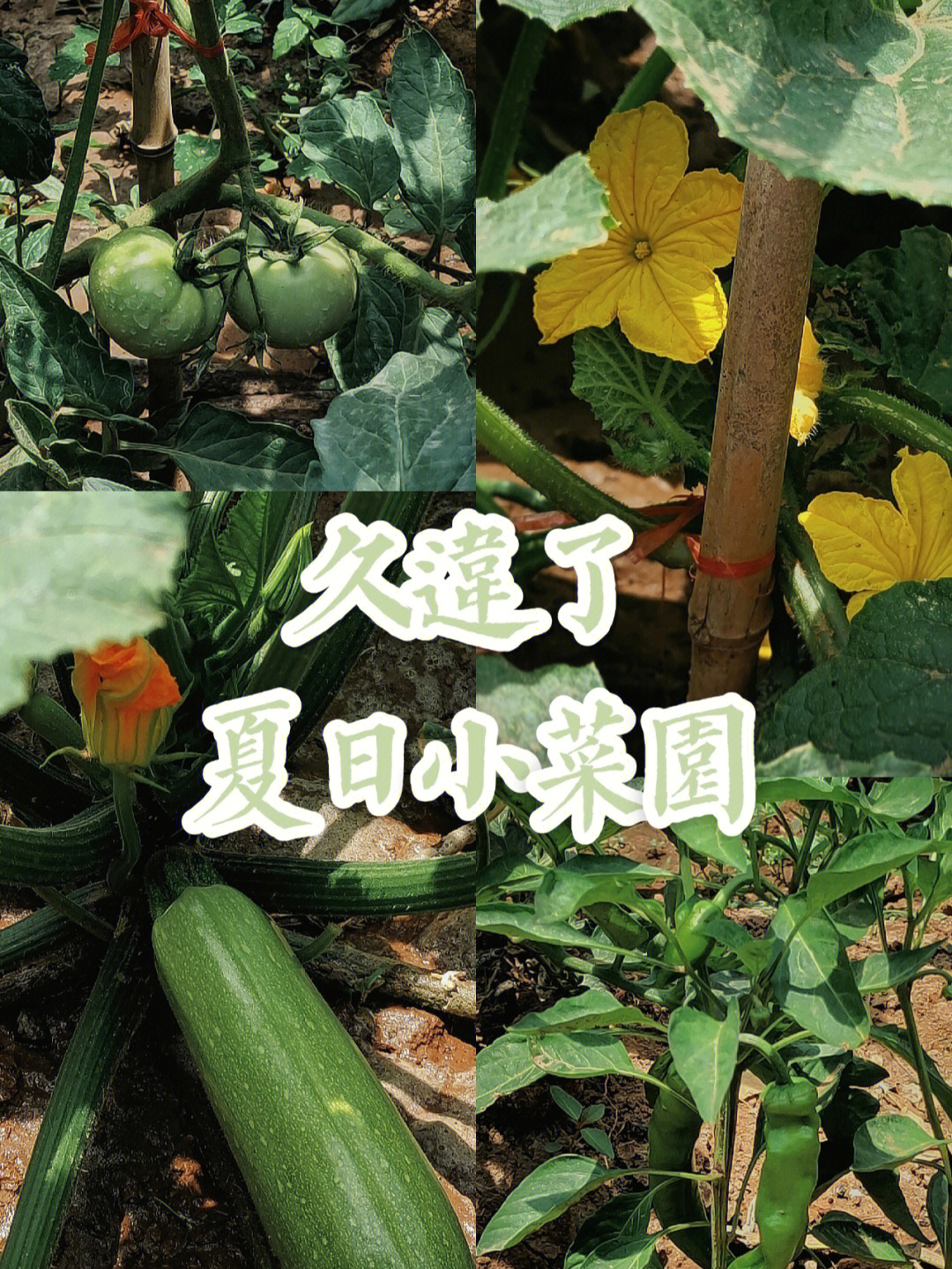 时隔多年终于又见到了家里的夏日小菜园06