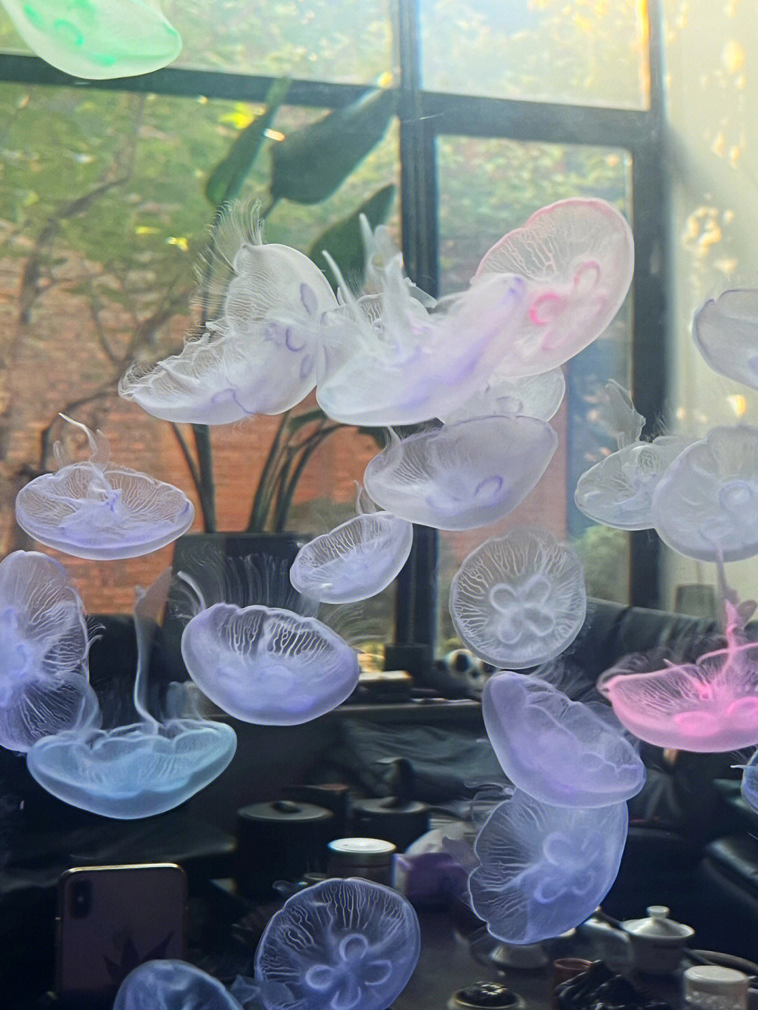 水母#治愈系水母#海月水母#宠物成长日记水母的生长速度一般都很快