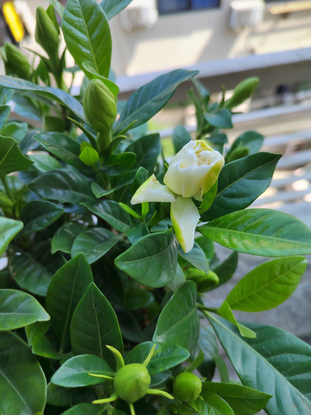 栀子花骨朵很久不开花图片