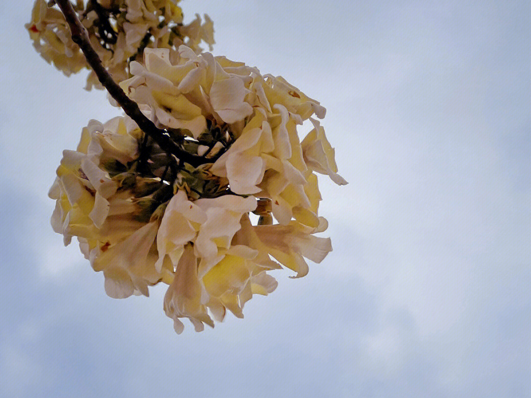 泡桐花程式图片