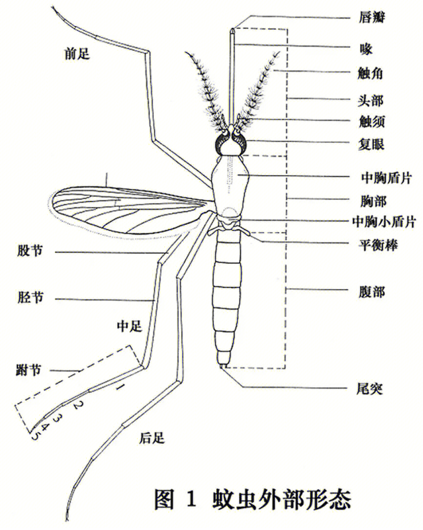 蚊子的结构示意图图片