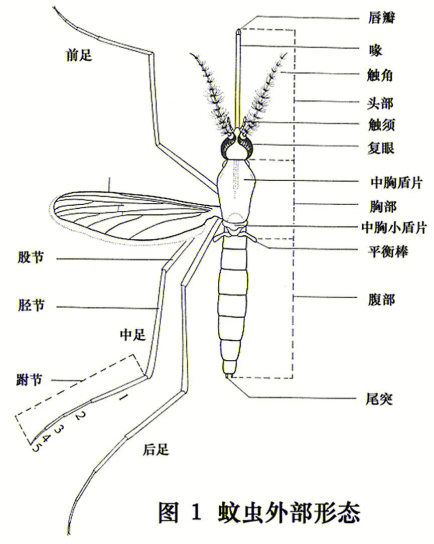 常见蚊子的种类图片