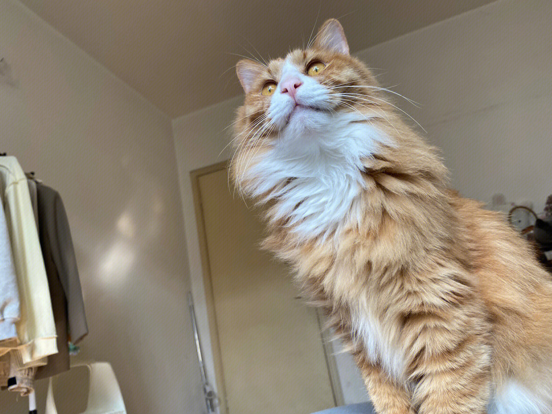 长毛橘猫 小红书