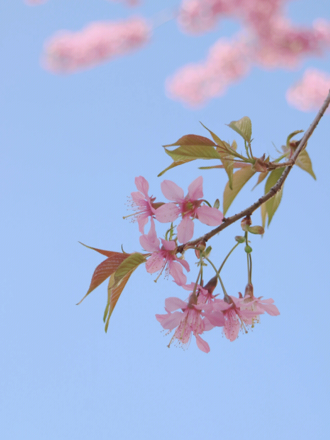 昆明冬樱花