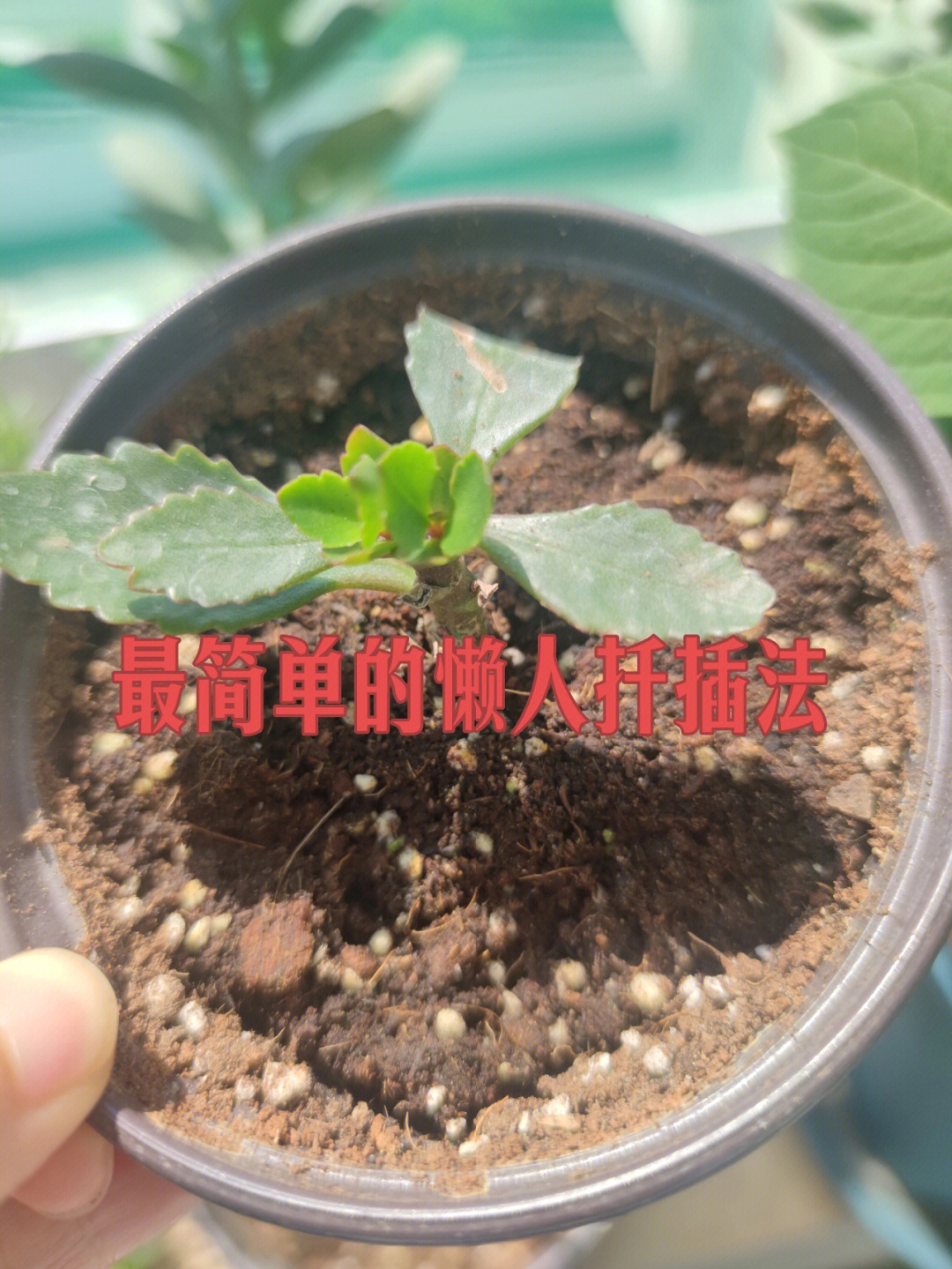 长寿花根系多深图片