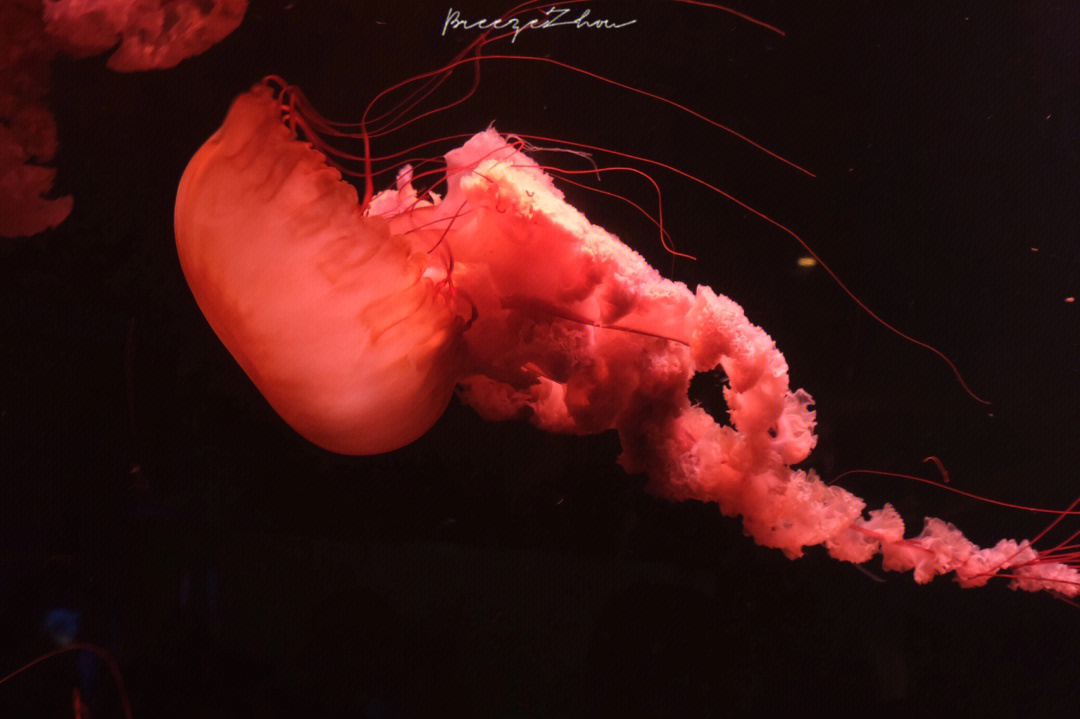 深海水族馆红色草海龙图片