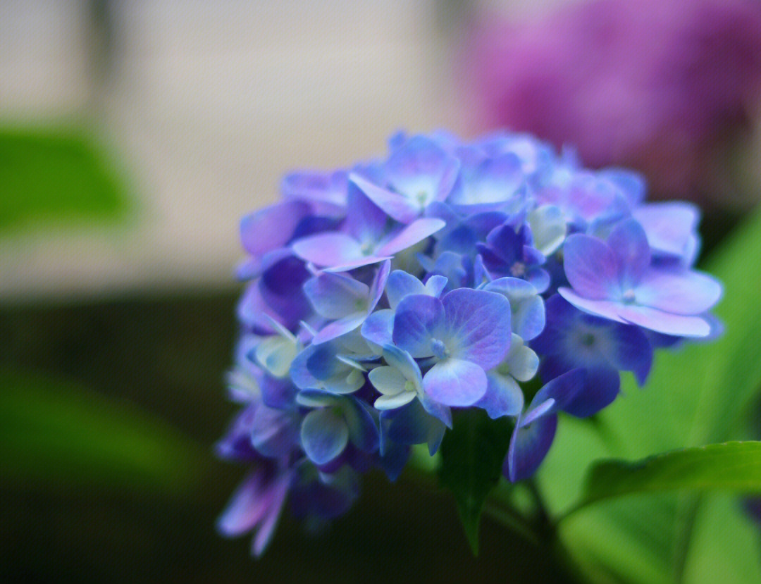 紫阳花花语日本象征图片
